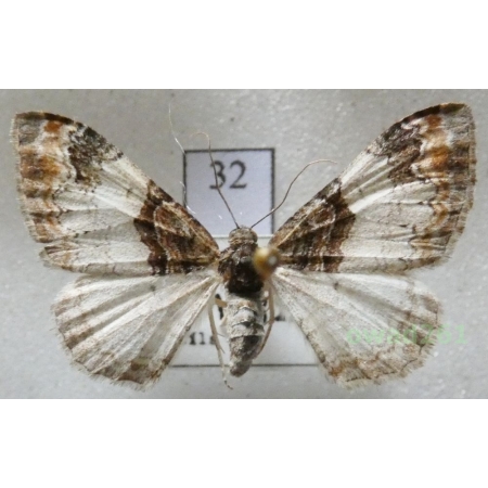 Catarhoe cuculata (Hufnagel, 1767) Czech32